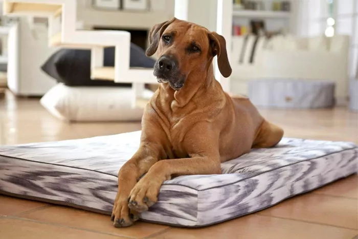 Dog Ambiente