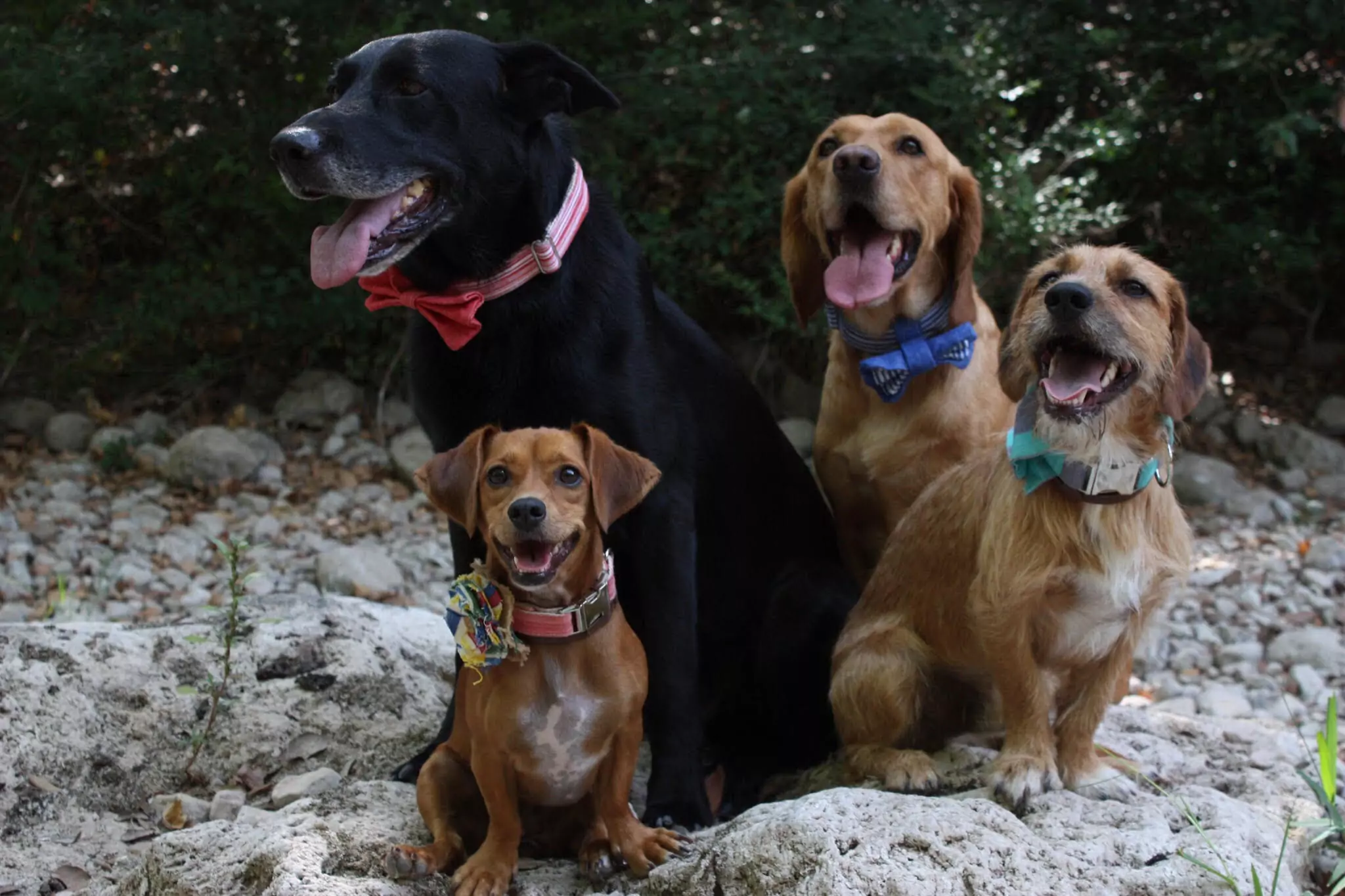 Teixits Vicens es un animal lover…